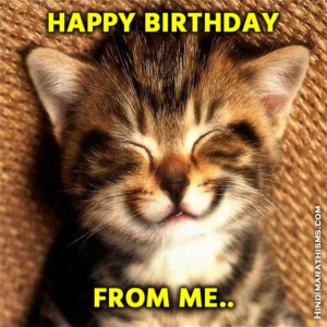 Download Birthday Meme Cute Cat Image More 500 Pictures Like This